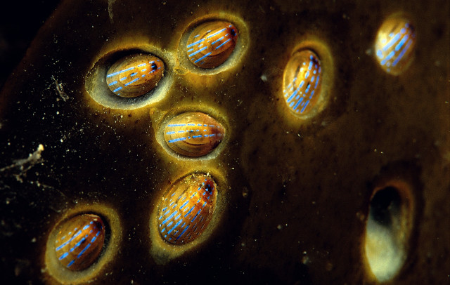 baner_blue-ray-limpets-on-kelp-_-paul-naylor.jpg
