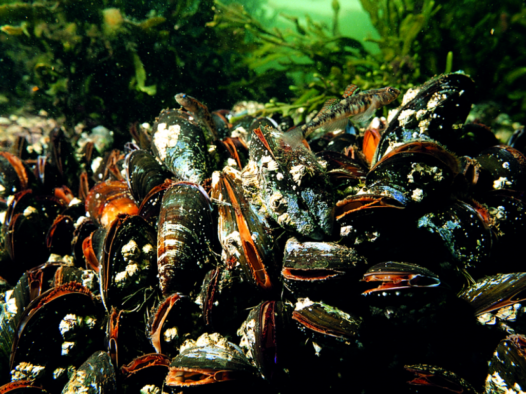 Common Mussels.