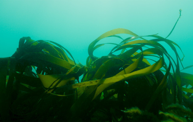 kelp-(c)-big-wave-productions-(1).jpg