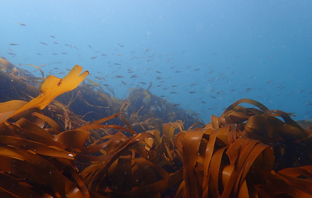 kelp-and-juvenile-fish-_--dan-smale-(1)-(2).jpg