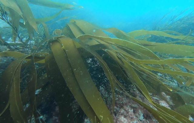 kelp-pullar.png
