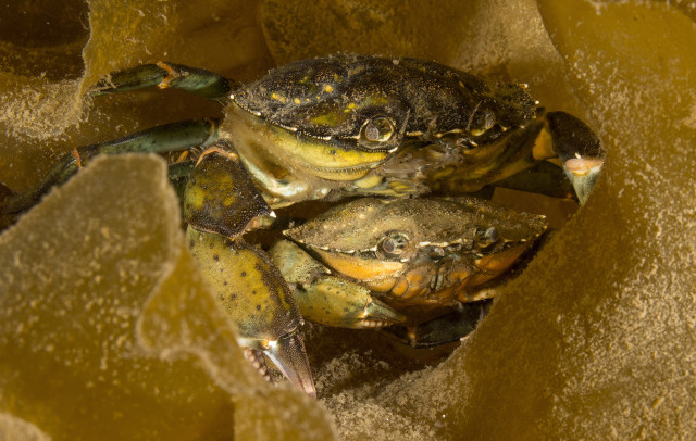 shore-crab-pair-in-kelp,-creran-1-fja-(paul-naylor-marinephoto).jpg