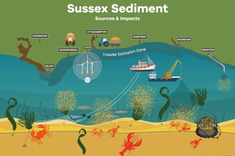 5179-blue-marine-sussex-kelp-sediment-infographic_graphic-only_v4[68]-1679383875.jpg